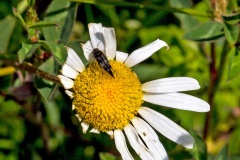 tumbling flower beetle [Variimorda villosa]