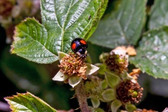 Harlequin Ladybird [Harmonia axyridis]