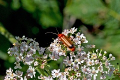 Common Red Soldier Beetle [Rhagonycha fulva]