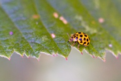 22-spotted Ladybird [Psyllobora vigintiduopunctata]