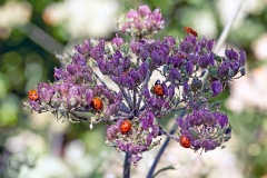 Seven-spot Ladybird [Coccinella septempunctata]