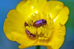 Yellow-brown Raspberry Beetle [Byturus ochraceus]