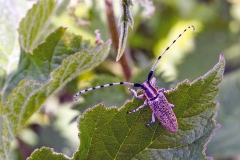 Golden-bloomed Grey Longhorn [Agapanthia villosoviridescensa]