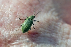 Small Green Nettle Weevil [Phyllobius roboretanus]