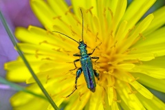 Swollen-thighed Beetle [Oedemera nobilis]
