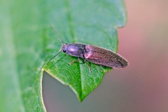 Common Brown Click Beetle [Athous haemorrhoidalis]