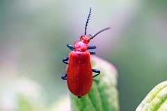 Black-headed Cardinal Beetle [Pyrochroa coccinea]