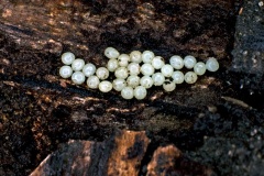 Snail eggs on a rotting birch log Snail eggs on a rotting birch log