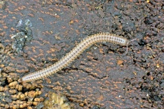 Blunt-tailed Snake Millipede [Cylindroiulus punctatus]
