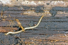 Boreal Yellow-headed Soil Centipede [Geophilus flavus]