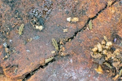 slender springtail [Isotomurus unifasciatus ?]