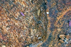 slender springtail [Lepidocyrtus cyaneus ?]