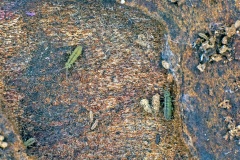 slender springtail [Isotomurus unifasciatus ?]
