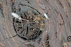 slender springtail [Tomocerus sp.]