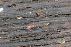 globular springtail [Dicyrtomina saundersi]