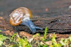 Cellar Snail [Oxychilus cellarius]