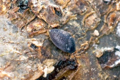 Hedgehog Slug [Arion intermedius ?]