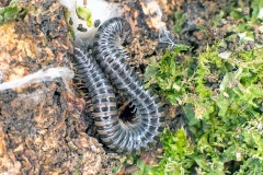 White-legged Snake Millipede [Tachypodoiulus niger]