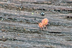 globular springtail [Dicyrtoma fusca]