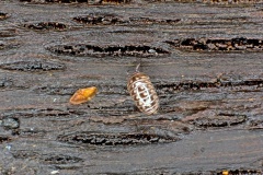 Common Pill Millipede [Glomeris marginata]