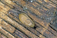 Orange-banded Arion [Arion fasciatus ?]