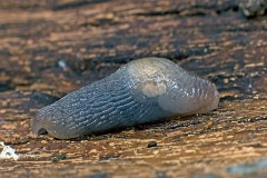 Tree Slug [Lehmannia marginata ?]