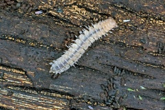 Common Flat-backed Millipede [Polydesmus angustus]