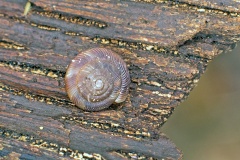 Rounded Snail [Discus rotundatus]