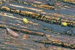 Common Pygmy Woodlouse [Trichoniscus pusillus agg.]