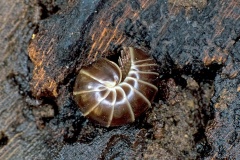 Common Pill Millipede [Glomeris marginata]