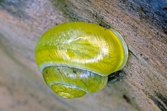 White-lipped Snail [Cepaea hortensis]