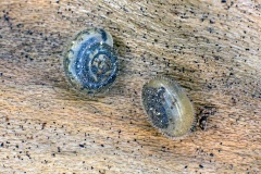 Hairy Snail [Trochulus hispidus]