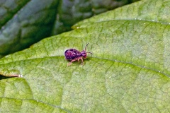globular springtail [Dicyrtomina saundersi]