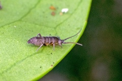 Long-horned Springtail [Pogonognathellus longicornis]