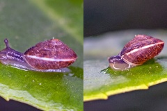 Girdled Snail [Hygromia cinctella]