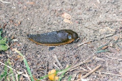 Black Slug [Arion ater agg.]
