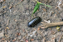 Common Pill Millipede [Glomeris marginata]