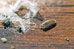 Common Striped Woodlouse [Philoscia muscorum]