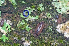 Common Striped Woodlouse [Philoscia muscorum]