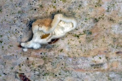 slender springtail [Entomobrya nicoleti ?]