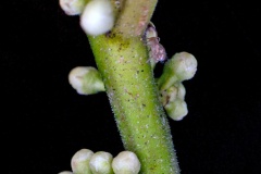 globular springtail [unidentified]