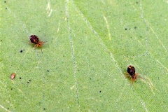 globular springtail [Dicyrtomina saundersi]