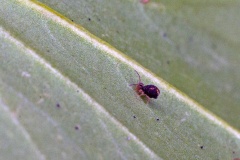 globular springtail [Dicyrtomina saundersi]