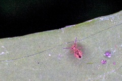 globular springtail [Dicyrtomina saundersi]
