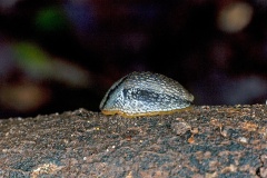 Garden Slug [Arion hortensis]