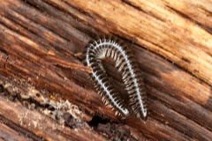 White-legged Snake Millipede [Tachypodoiulus niger]