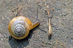 Strawberry Snail [Trochulus striolatus]
