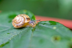 Kentish Snail [Monacha cantiana?]