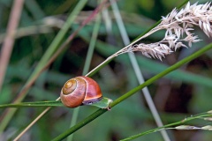 Brown-lipped Snail [Cepaea nemoralis]