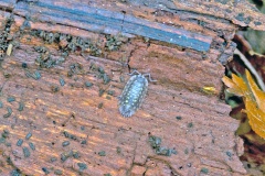 Common Shiny Woodlouse [Oniscus asellus]